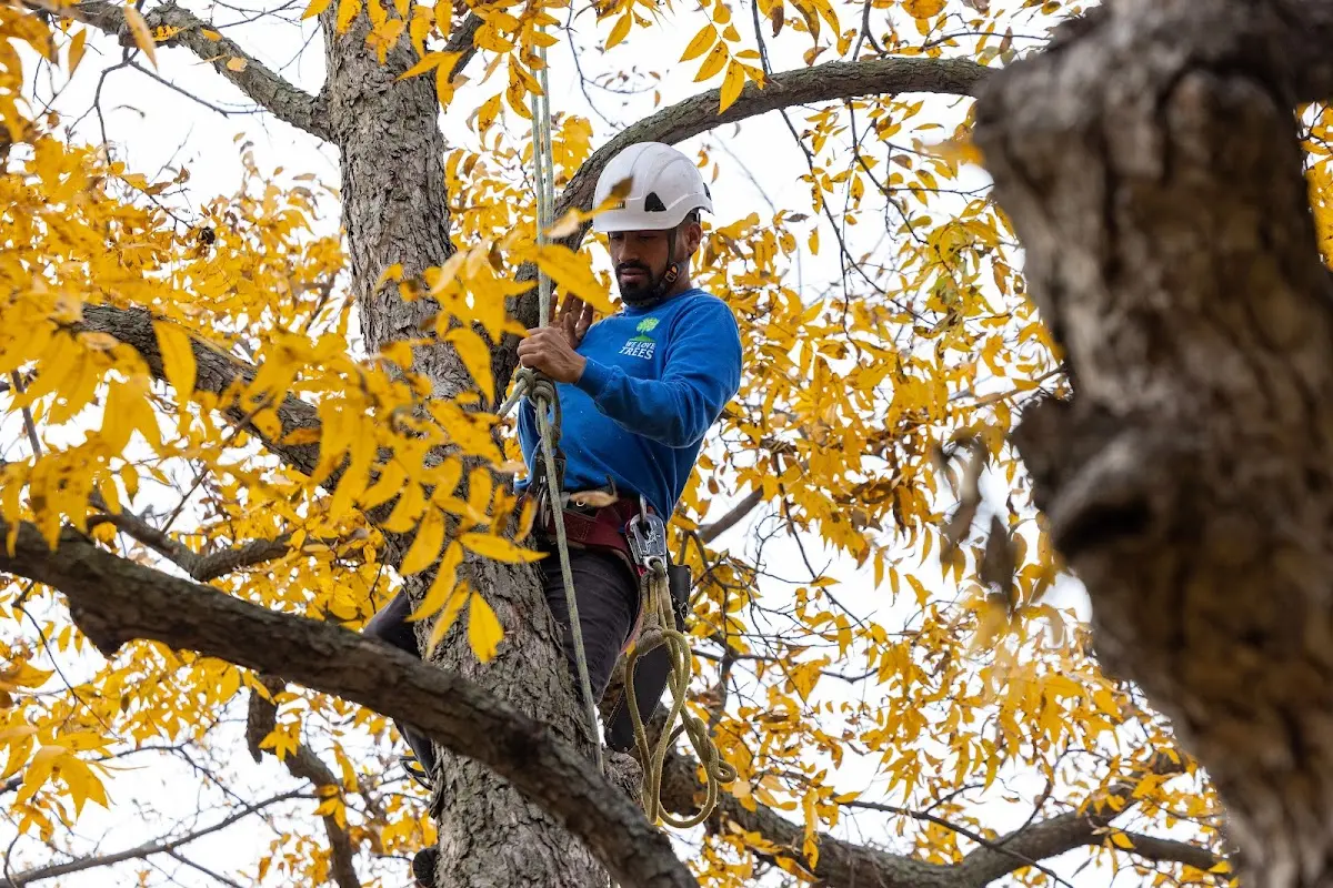 Skilled Tree Trimming crew working in Ontario